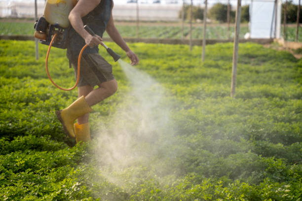 Best Affordable Pest Control Services  in Murphys, CA